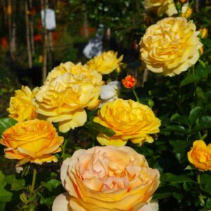 Absolutely Fabulous®