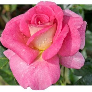 Dornburger Schlossrose  – Wisława Szymborska®