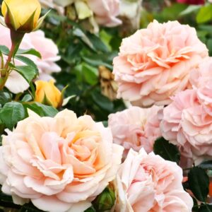 Garden of Roses®