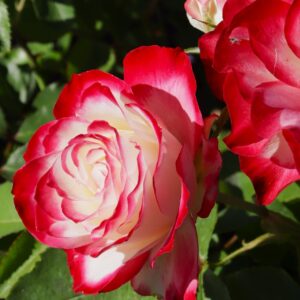 Jubile du Prince de Monaco®