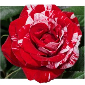 Konstantina Freska®