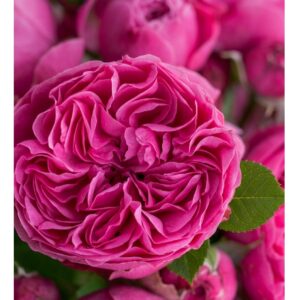 Renée van Wegberg®