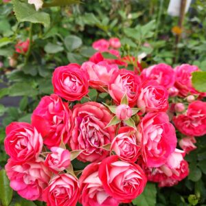 Schöne Koblenzerin®