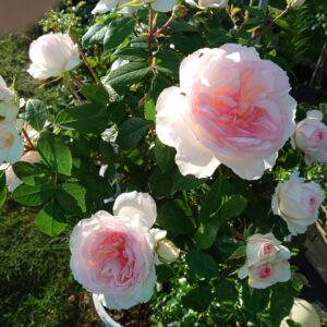 Stefanie Baronin zu Gutenberg®