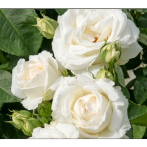 Uetersener Klosterrose®